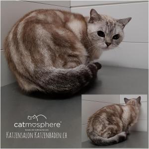 Britisch Kurzhaar beim Katzenfriseur